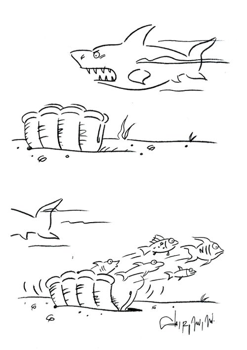 Shark 