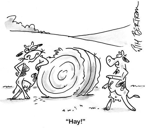 Cosmopolitan cows: 'Hay!'