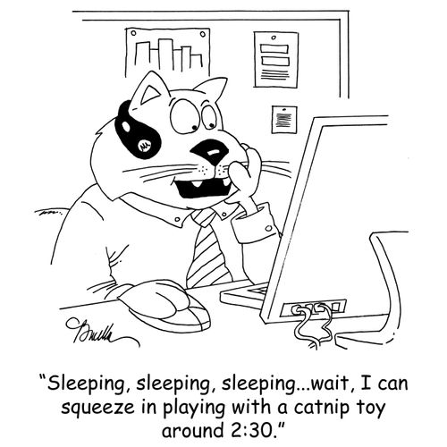 'Sleeping, sleeping, sleeping...wait, I can squeeze in playing with a catnip toy around 2:30.'