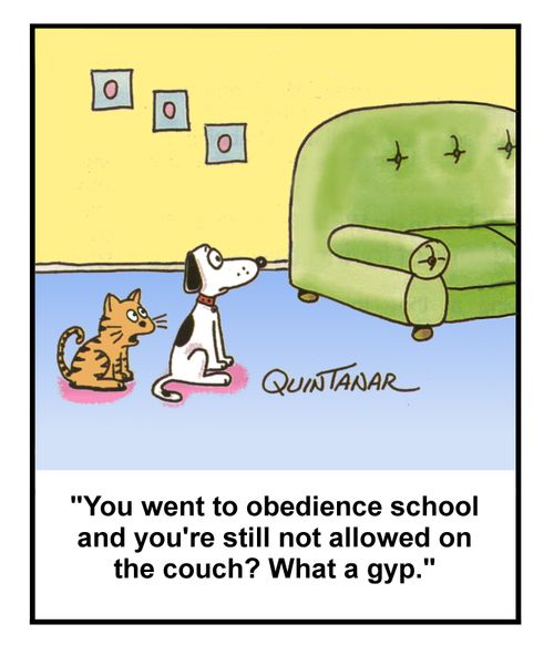 'You went to obedience school and you're still not allowed on the couch? What a gyp.'
