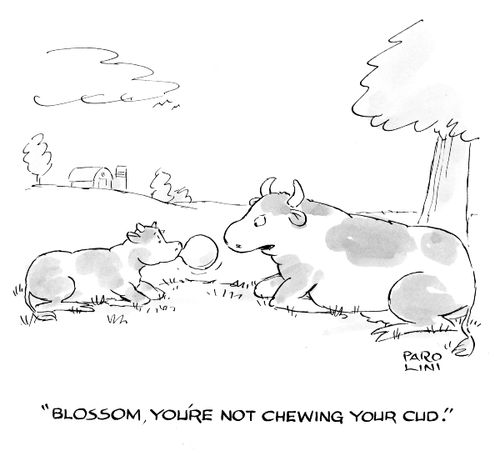 'Blossom, you're not chewing your cud.'