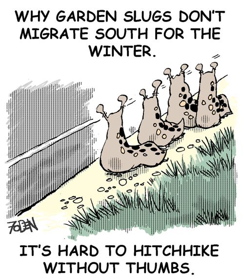 Why garden slugs don't migrate south for the winter.