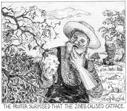 'The fruiter surmised that the zineb caused catface.'