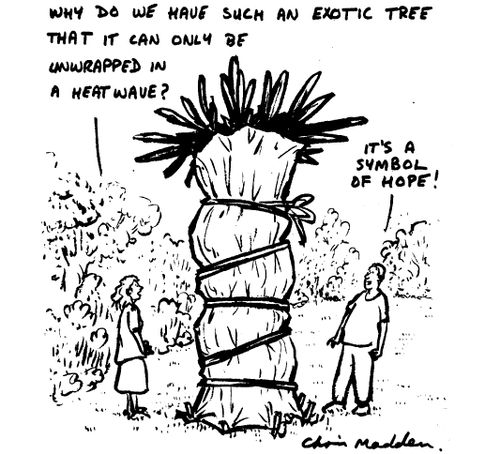 "Why do we have such an exotic tree that it can only be unwrapped ina heatwave?""It's a symbol of hope!"
