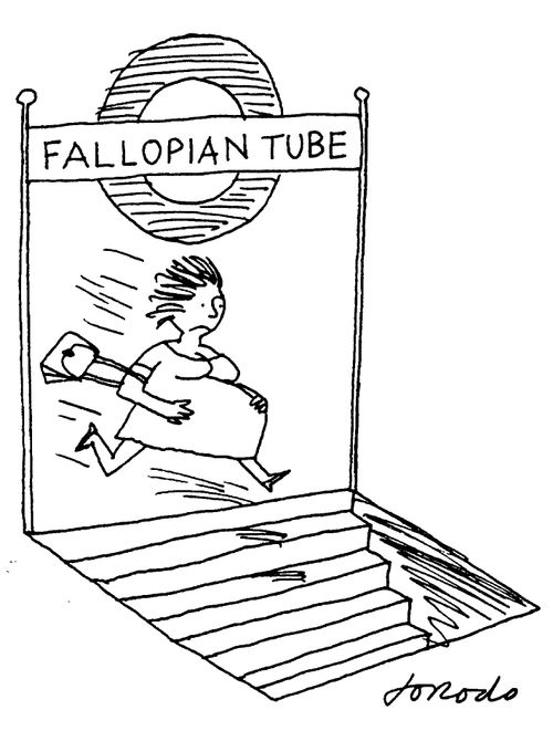 Fallopian Tube