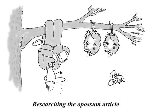 'Researching the opossum article.'