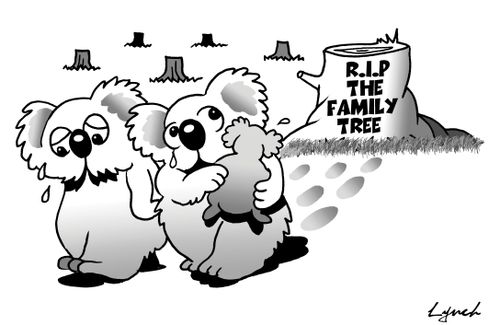 The family tree.