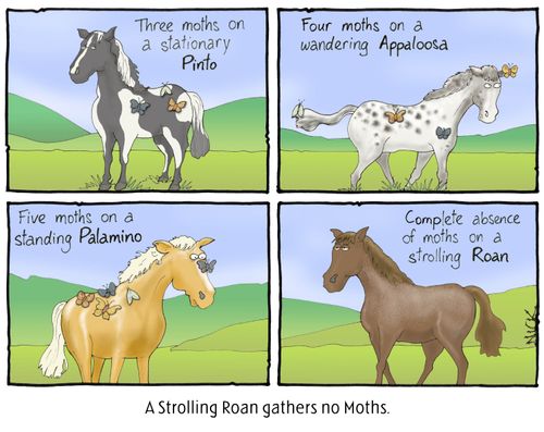 A Strolling Roan Gathers no Moths.