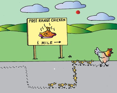 Free range chicken