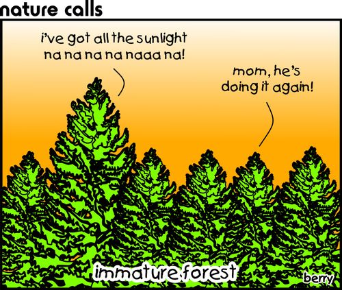 Immature Forest