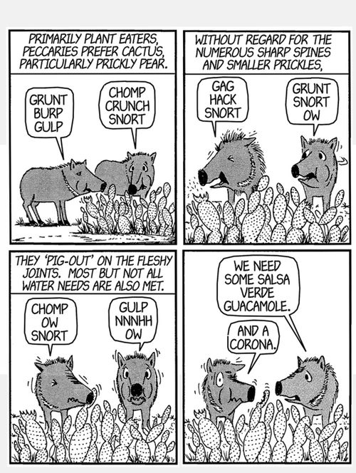 Primarily plant eaters, peccaries prefer cactus, particularly prickly pear.