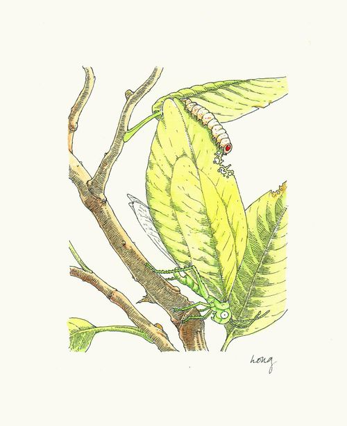 Leaf Insect
