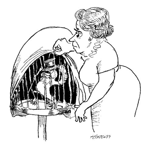 Show Business Canary.