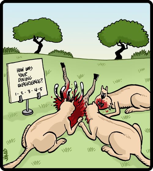 Feedback card for lions eating their prey.