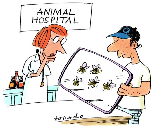 Dead bugs on windscreen at animal hospital.