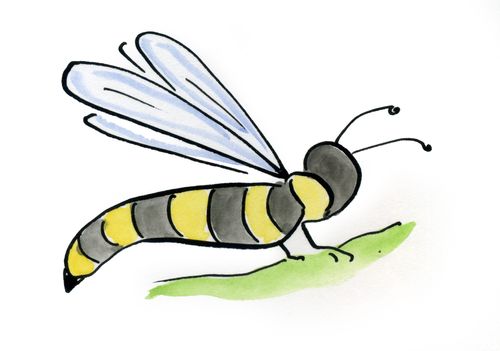 Wasp