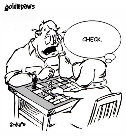 Goldie playing chess. Check.