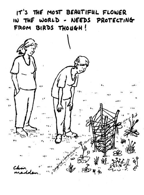 "It's the most beautiful flower in the world - needs protecting from birds though!