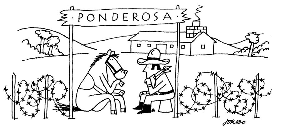 Ponderosa