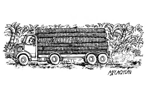 Loggers truck with alligator in between logs.