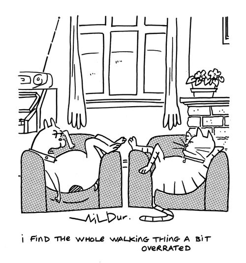'I find the whole walking thing a bit overrated.'