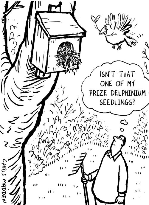 'Isn't that one of my prize delphinium seedlings?'