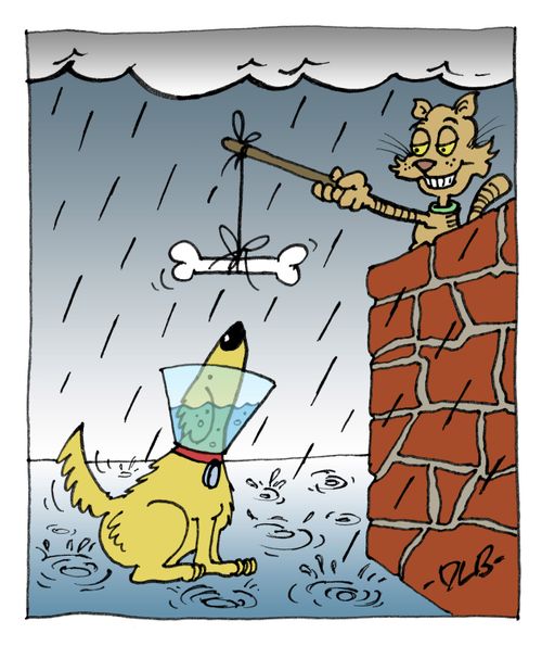 Cat tries to trick a dog wearing a cone into drowning itself during a rain storm.