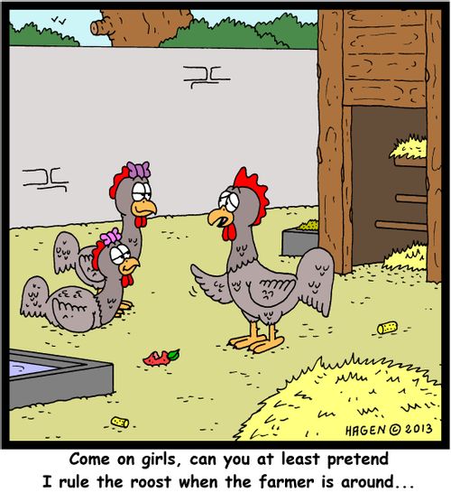 'Come on girls, can you at least pretend I rule the roost when the farmer is around...'
