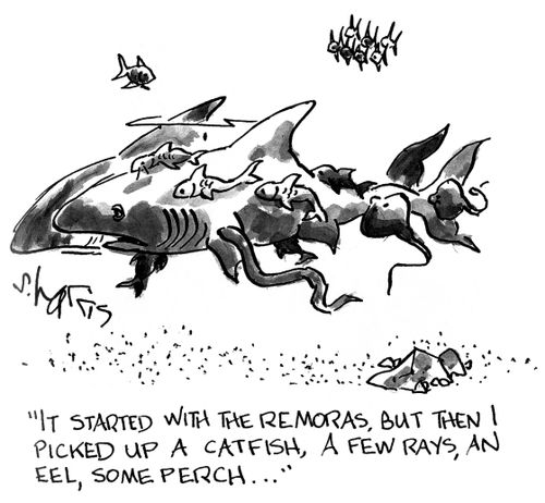 'It started with the remoras, but then I picked up a catfish, a few rays, an eel, some perch...'