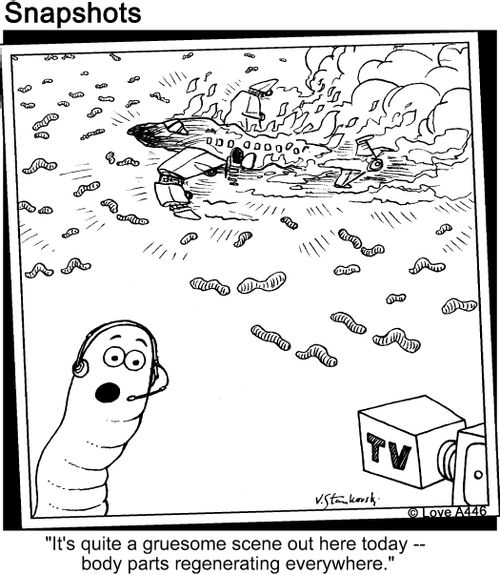 'It's quite a gruesome scene out here today - body parts regenerating everywhere.'
