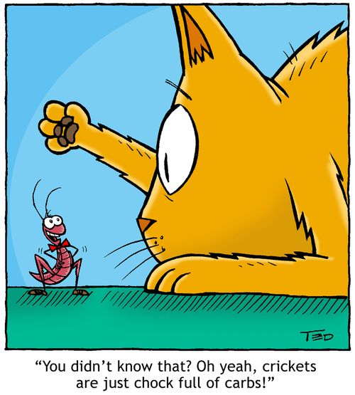 'Crickets are chock full of carbs!'