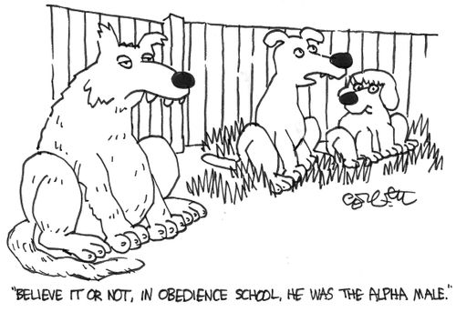 In obedience school, he was the alpha male.