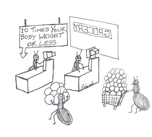 Ants shopping