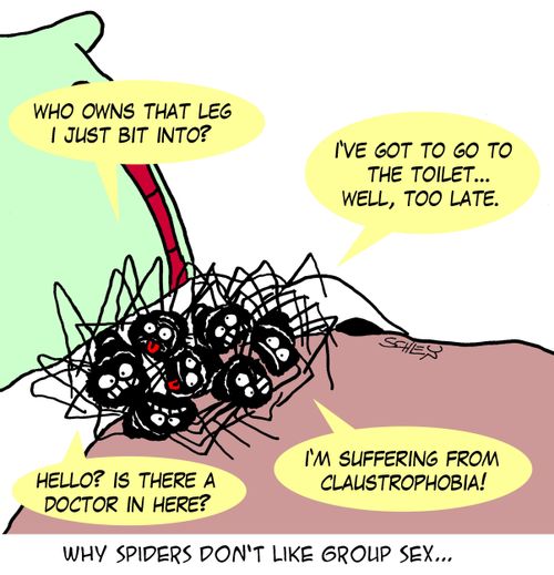 Why spiders don't like group sex...
