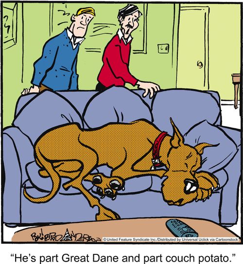 'He's part Great Dane and part couch potato.'