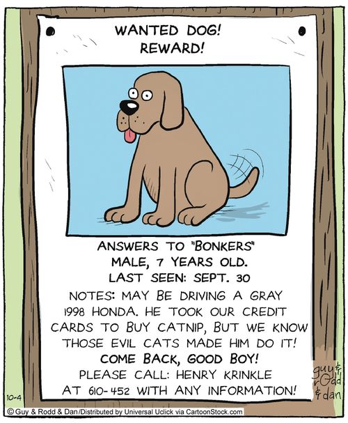 Wanted dog! reward!