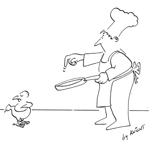 Chef trying to coax a chicken into a pan.