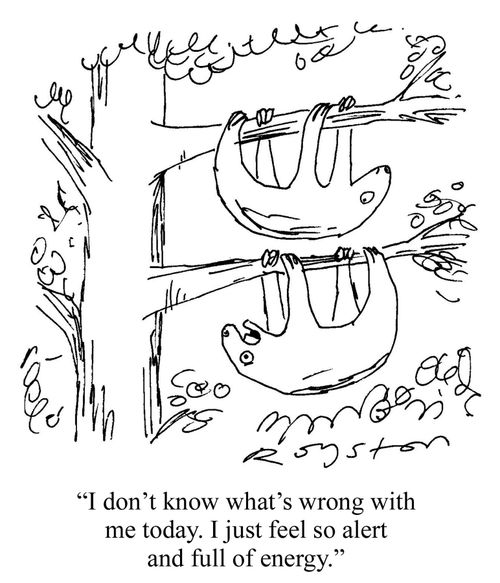 One sloth to another sloth: 'I don't know what's wrong with me today. I just feel so alert and full of energy.'