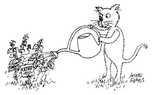 Cat watering catnip.