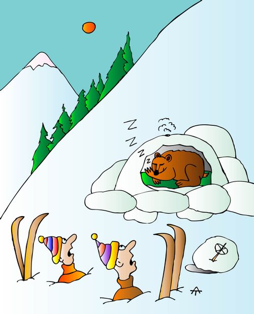 Skiers discover the a grizzly bear.