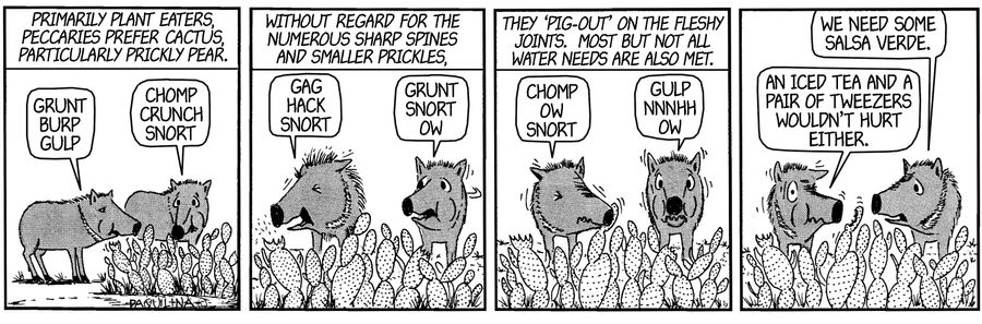 Primarily plant eaters, peccaries prefer cactus, particularly prickly pear...