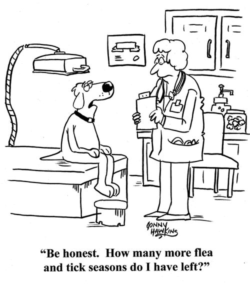 Dog to vet: 'Be honest. How many more flea and tick seasons do I have left?'
