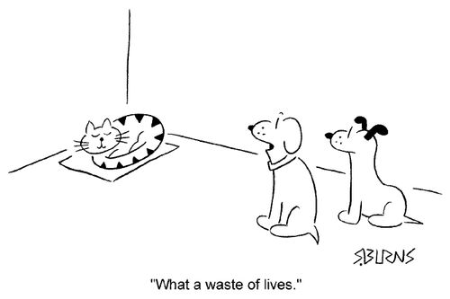 Dogs looking at cat sleeping.  - "What a waste of lifes."