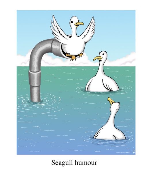 Seagull humour.