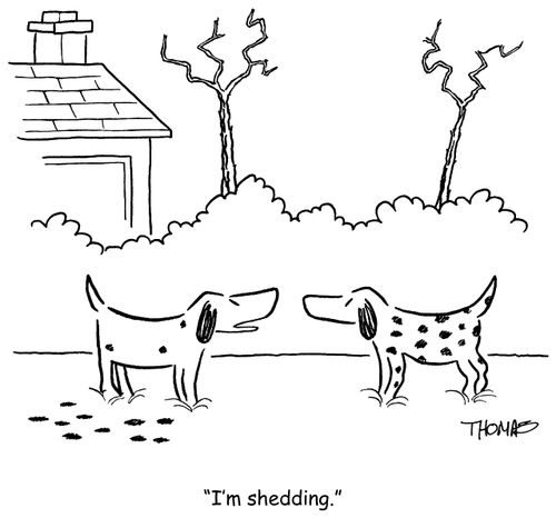 'I'm shedding.'