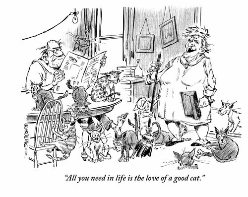 'All  you need in life is the love of a good cat.'