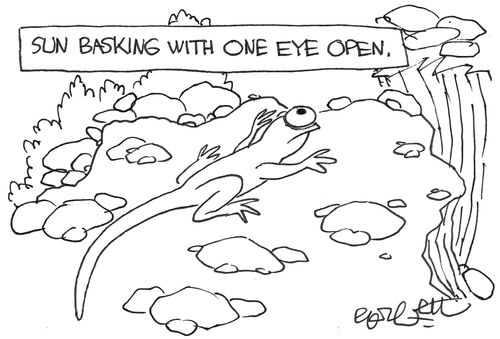 Lizard watches for predators.