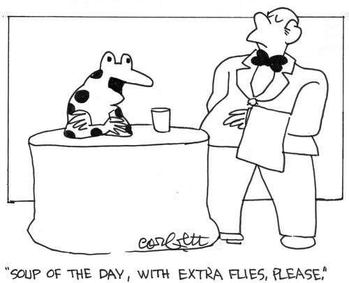 Frog: 'Soup of the day, with extra flies please!'