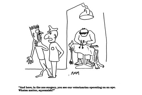 'And here, in the zoo surgery, you see our veterinarian operating on an ape.'