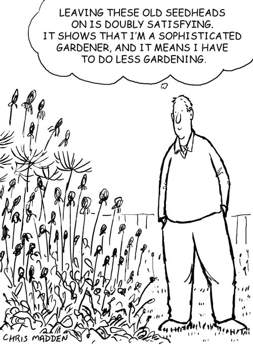 Sophisticated garden - low maintenance garden